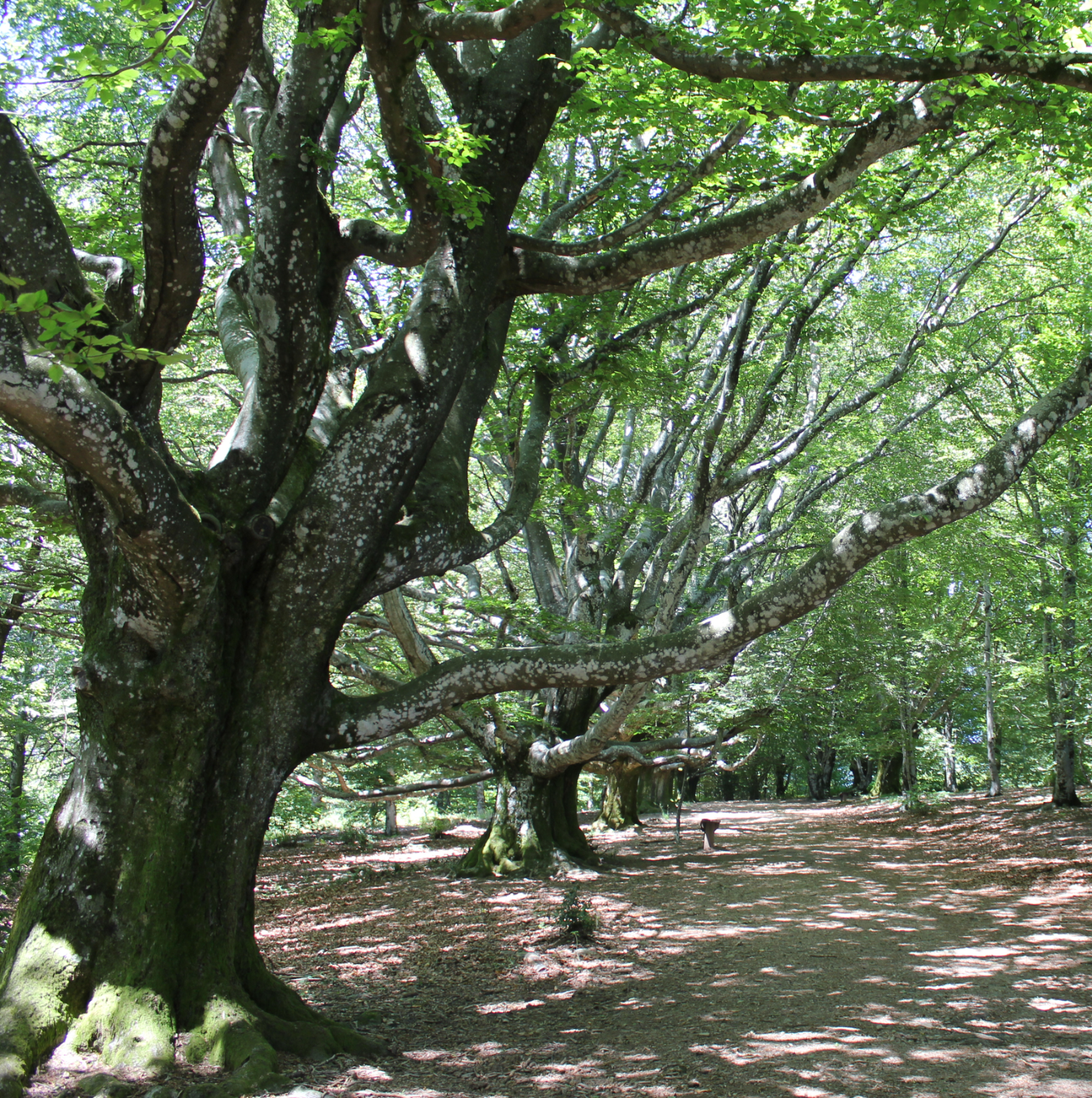 Le Mont Gargan | La Maison de l'Arbre et de la Nature, Chamberet