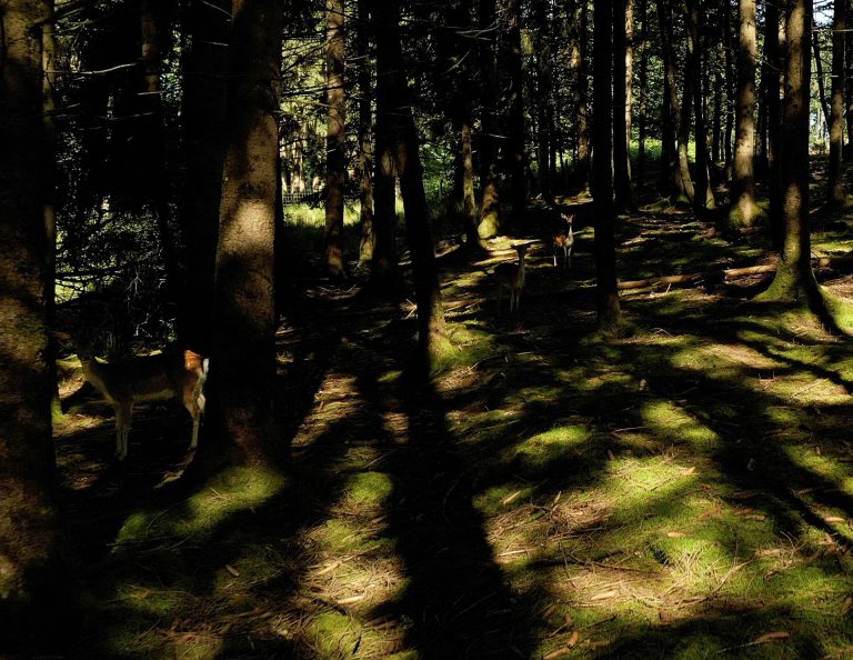 Maison de l'Arbre et de la Nature Chamberet