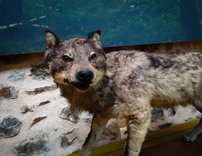 Maison de l'Arbre et de la Nature Chamberet